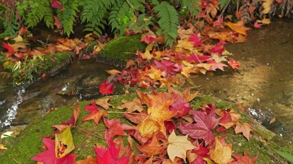 Wall Mural - Close up of beautiful colorful fall leaves in clean small river in sunlight