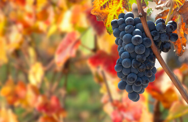 Wall Mural - close-up view of a beautiful black grape growing in a vineyard  on red and yellow foliage background in autumn