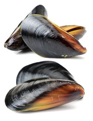 Poster - Fresh mussel on white background