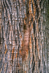 Wall Mural - Abstract background of rough bark of chestnut tree