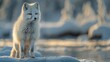 © YURII Seleznov - Winter season. arctic fox stand on ice floe in winter landscape