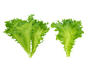 Wall Mural - Cos Lettuce on white background