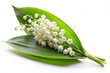 © Miraz - Lily of the valley flower isolated on white backgr
