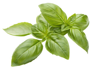 basil isolated on white background