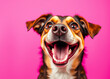 © Vectplus - Happy dog with a big smile posing against a vibrant pink background during a cheerful indoor photoshoot session