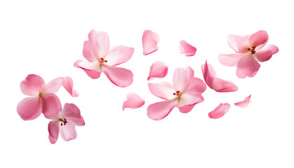 Wall Mural - flying pink petals isolated on transparent background cutout