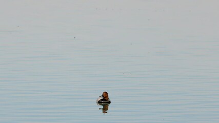 Wall Mural - wild duck on a lake in sunny autumn day