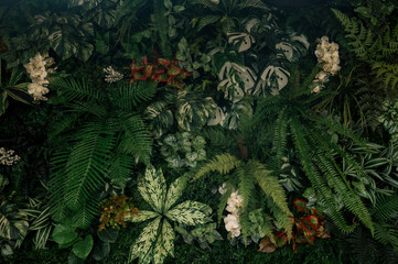 Wall Mural - abstract green leaf texture, tropical leaf foliage nature dark green background