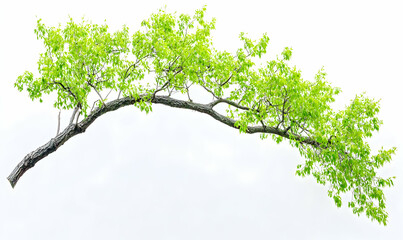 Lush green tree branch isolated on white background, perfect for design projects needing a natural element.