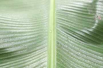 Wall Mural - fresh green banana tree leaf as background, closeup