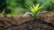 © Instrudify - Close-up of a vibrant earth with a fresh plant, lush nature background enhancing vitality.