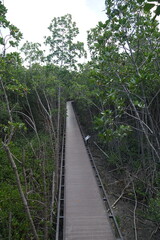 Wall Mural - Exploring mangrove walkways nature reserve scenic path lush environment serene view eco-tourism concept