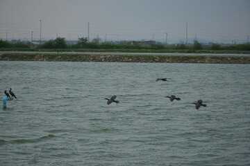 Wall Mural - Birds in flight over calm waters natural habitat wildlife photography outdoor environment scenic view nature's beauty