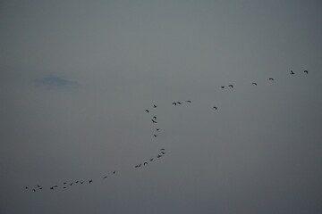 Wall Mural - Migrating birds in formation overcast sky nature photography serene environment wide angle view wildlife conservation