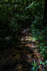 Wall Mural - parque nacional la tigra