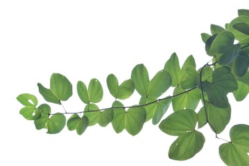 Wall Mural - A tropical tree leaf with branches on white isolated background for green foliage backdrop 