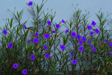 Wall Mural - Beautiful Ruellia Simplex, also known as Mexican Petunia, with vibrant purple flowers growing along the edge of a house wall, adding a touch of nature to the urban setting.