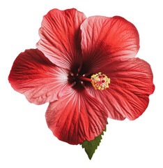 Wall Mural - PNG Bright red hibiscus flower blooming in sunlight