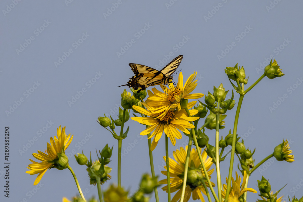 Rosinweed (Silphium integrifolium) Common names whole-leaf rosinweed ...