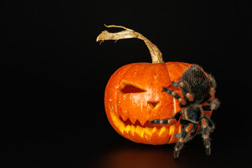 Poster - Tarantula on pumpkin. Spider isolated on black background. Halloween holiday concept