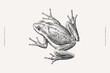 © KOSIM - Illustration of a frog in an engraving style on a light background. Ideal for nature, wildlife, and educational themes.