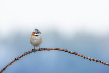 Wall Mural - bird