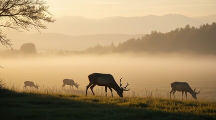  Majestic deer grazing at sunrise