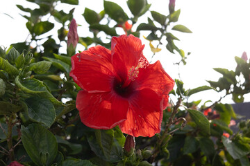 Wall Mural - A bright red hibiscus flower against a background of green foliage and a bright sky. Photos of flowers