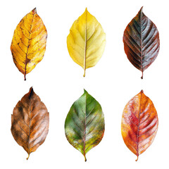 Wall Mural - vibrant autumn leaves in various colors