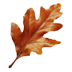 Wall Mural - beautiful autumn oak leaf in rich brown color