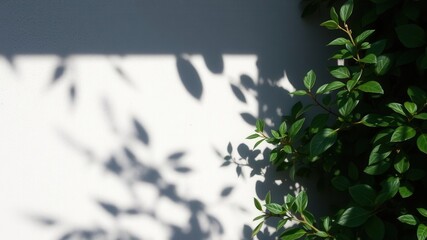 Wall Mural - Leaves casting intricate shadows on textured cement surface, leaves, botanical