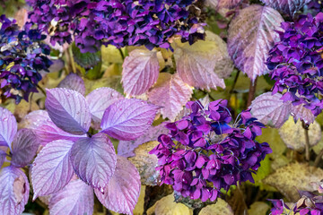 Wall Mural - Faded glory, hydrangea plant with fall color in pale yellow leaves and dark purple flowers, as a nature background
