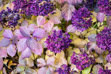 Wall Mural - Faded glory, hydrangea plant with fall color in pale yellow leaves and dark purple flowers, as a nature background
