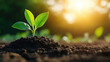 © Dusit - young plant emerges from rich soil, symbolizing growth and renewal in vibrant, sunlit environment