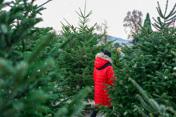 Sticker - Christmas tree buys from a nursery.Christmas tree search and selection. girl in a red jacket are choosing a Christmas tree.Winter holiday tradition 