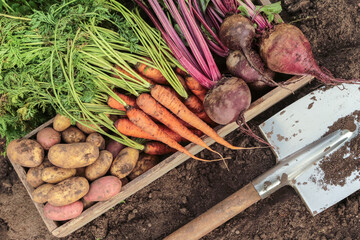 Wall Mural - Autumnal organic vegetables top view in garden, background texture. Harvest of bunch fresh raw carrot, beetroot, potato in wooden box on soil, ground with shovel close-up