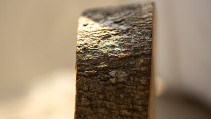 Sticker - Detail of a wooden log in the light of the morning sun