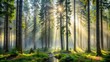 © Urenus Photos - Sunbeams Illuminating a Misty Forest Path at Dawn