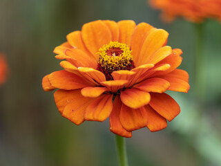 Wall Mural - Red Zinnia flowers. Flowers zinnia elegans. Color nature background.