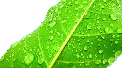 Wall Mural -  Macro Texture Green Leaves Rain Water Drops on Wet Leaf (Green Plant). on white background