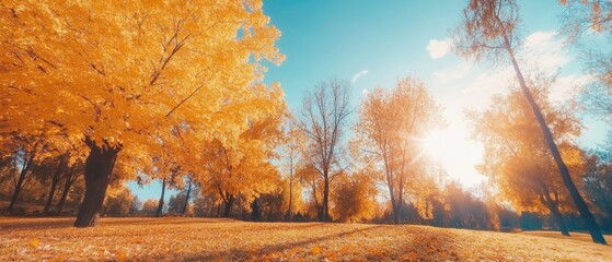 Wall Mural - Golden autumn foliage in a park, sunlit scene.