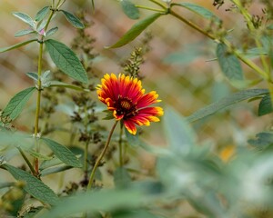 Wall Mural - new red and yellow gaillardia blossom has open up in the back garden