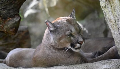 Wall Mural - The head of a puma (mountain lion)