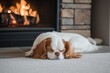 © Nico - Cavalier King Charles Spaniel by a Fireplace: A small Cavalier Spaniel