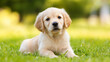© Alex Alex - golden retriever puppy laying on grass