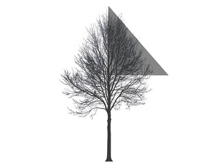 Bare Tree Silhouette Partially Covered By Triangle