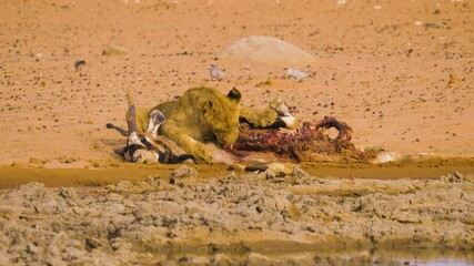 Wall Mural - young male lion (panthera leo) eating from its prey; a carcass of a gemsbok (oryx gazella), etosha n