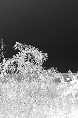 Wall Mural - Trees growing along the shore in black and white film negative.