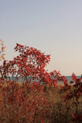 Wall Mural - Autumn trees growing near the shore.