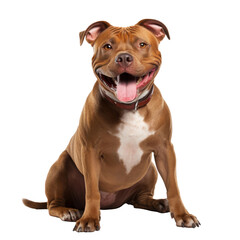 Wall Mural - pit bull dog looking isolated on white